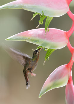 Rufous-breasted Hermit (Glaucis hirsutus) photo image