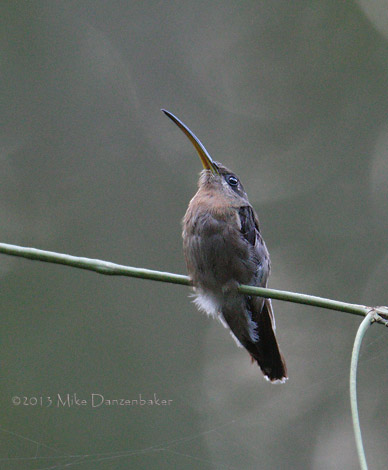 Reddish Hermit (Phaethornis ruber) photo
