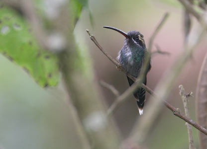White-whiskered Hermit (Phaethornis yaruqui) photo image