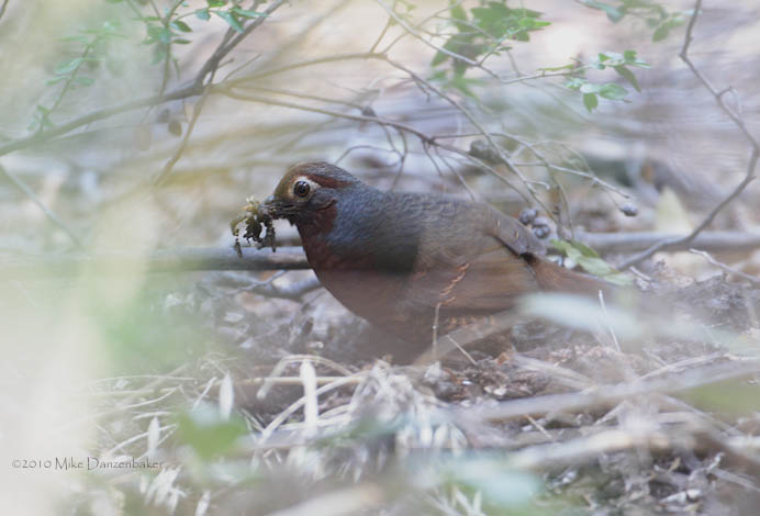 Chestnut-throated Huet-huet (Pteroptochos castaneus) photo
