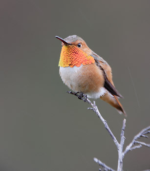 Allen's Hummingbird (Selasphorus sasin) photo image