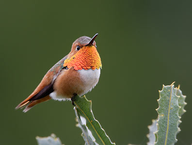 Allen's Hummingbird (Selasphorus sasin) photo