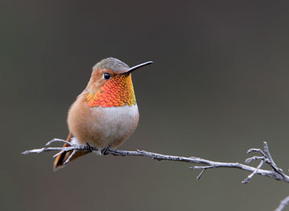 Allen's Hummingbird (Selasphorus sasin) photo image