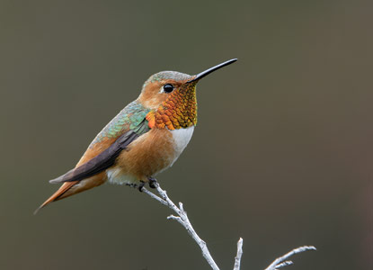 Allen's Hummingbird (Selasphorus sasin) photo image