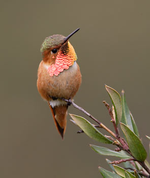 Allen's Hummingbird (Selasphorus sasin) photo image