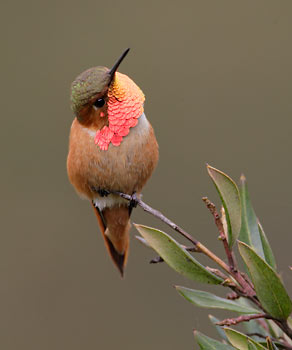 Allen's Hummingbird (Selasphorus sasin) photo image