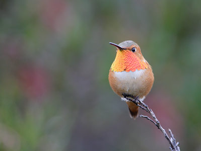 Allen's Hummingbird (Selasphorus sasin) photo