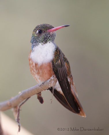 Amazilia Hummingbird (Amazilia amazilia) photo image