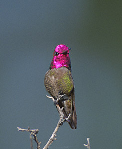 Anna's Hummingbird (Calypte anna) photo image