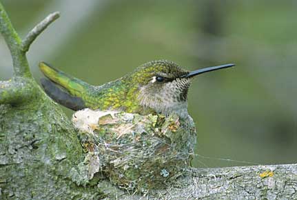 Anna's Hummingbird (Calypte anna) photo image