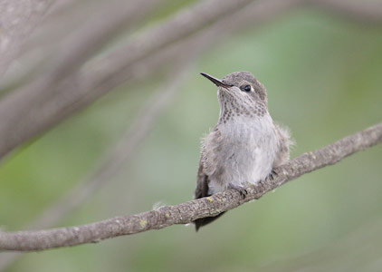 Anna's Hummingbird (Calypte anna) photo