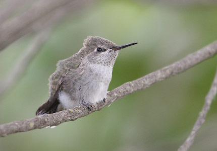 Anna's Hummingbird (Calypte anna) photo