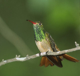 Buff-bellied Hummingbird (Amazilia yucatanensis) photo image
