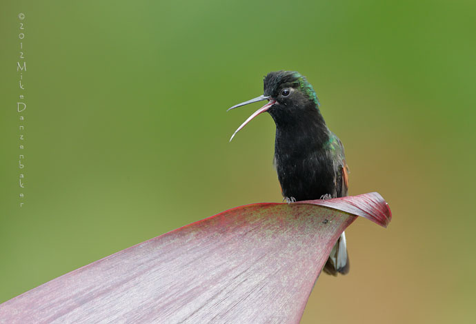 Black-bellied Hummingbird (Eupherusa nigriventris) photo