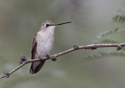 Black-chinned Hummingbird (Archilochus alexandri) photo