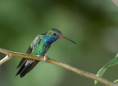 Broad-billed Hummingbird (Cynanthus latirostris) photo image