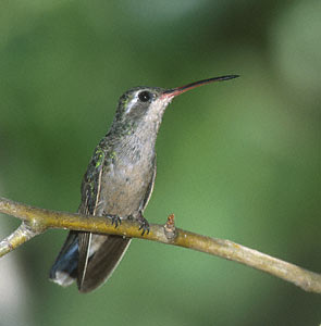Broad-billed Hummingbird (Cynanthus latirostris) photo image