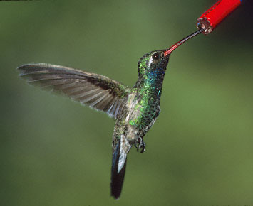 Broad-billed Hummingbird (Cynanthus latirostris) photo image
