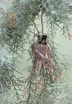 Broad-billed Hummingbird (Cynanthus latirostris) photo
