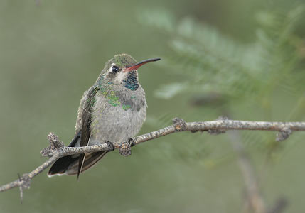 Broad-billed Hummingbird (Cynanthus latirostris) photo