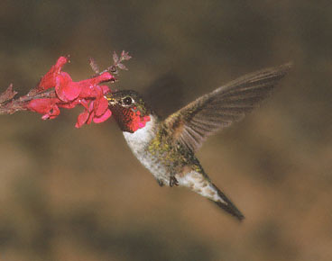 Broad-tailed Hummingbird (Selasphorus platycercus) photo image