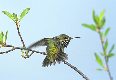 Calliope Hummingbird (Stellula calliope) photo image