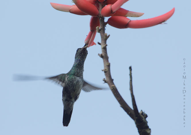 Charming Hummingbird (Amazilia decora) photo