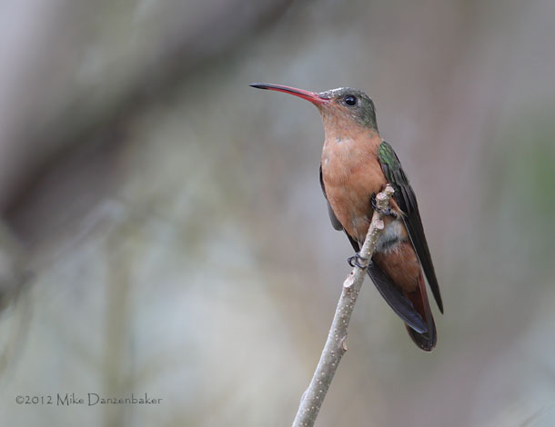 Cinnamon Hummingbird (Amazilia rutila) photo
