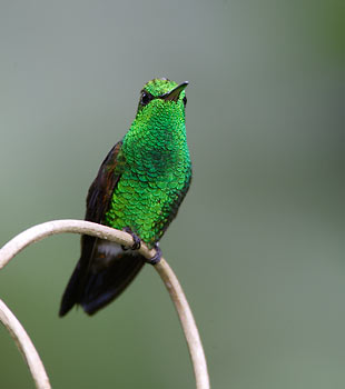 Copper-rumped Hummingbird (Amazilia tobaci) photo image