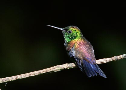 Copper-rumped Hummingbird (Amazilia tobaci) photo image