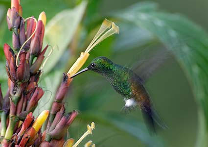 Copper-rumped Hummingbird (Amazilia tobaci) photo image