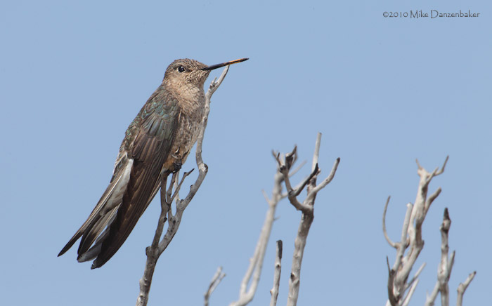 Giant Hummingbird (Patagona gigas) photo