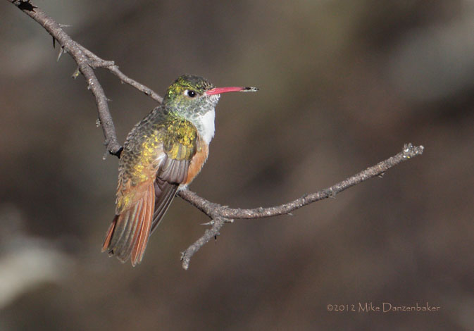 Loja Hummingbird (Amazilia amazilia alticola) photo