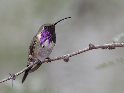 Lucifer Hummingbird (Calothorax lucifer) photo