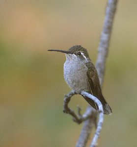 Magnificent Hummingbird (Eugenes fulgens) photo image