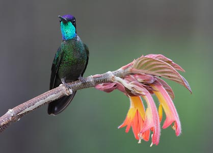 Magnificent Hummingbird (Eugenes fulgens) photo image