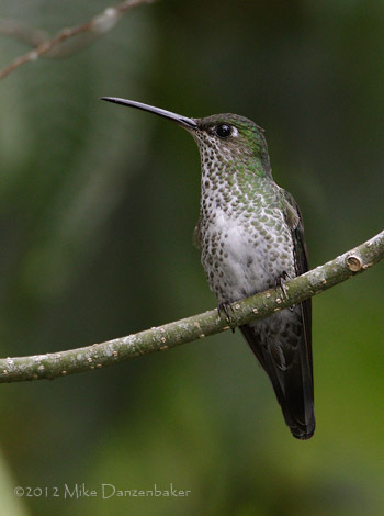 Many-spotted Hummingbird (Taphrospilus hypostictus) photo
