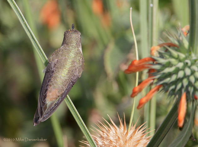 Oasis Hummingbird (Rhodopis vesper) photo