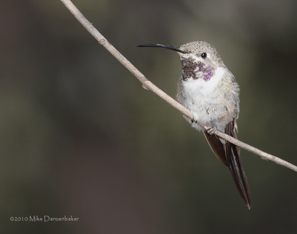 Oasis Hummingbird (Rhodopis vesper) photo