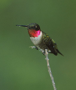 Ruby-throated Hummingbird (Archilochus colubris) photo image