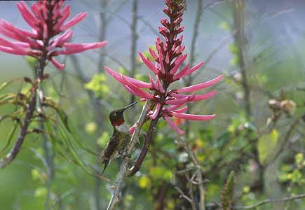 Ruby-throated Hummingbird (Archilochus colubris) photo image