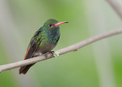 Rufous-tailed Hummingbird (Amazilia tzacatl) photo image