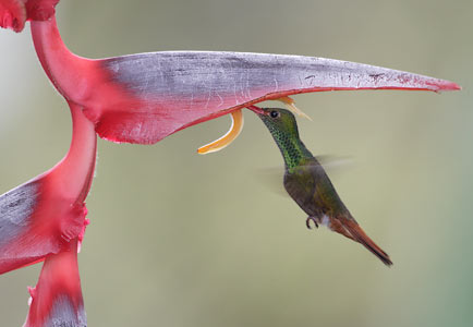 Rufous-tailed Hummingbird (Amazilia tzacatl) photo image