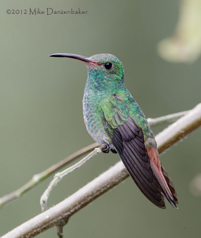 Rufous-tailed Hummingbird (Amazilia tzacatl) photo