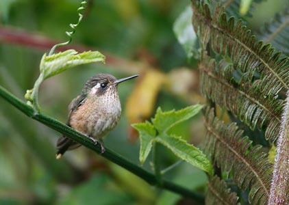 Speckled Hummingbird (Adelomyia melanogenys) photo image