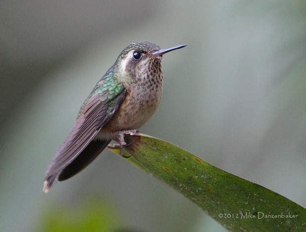 Speckled Hummingbird (Adelomyia melanogenys) photo image