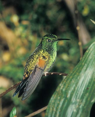 Stripe-tailed Hummingbird (Eupherusa eximia) photo