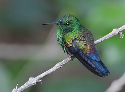 Steely-vented Hummingbird (Amazilia saucerrottei) photo image