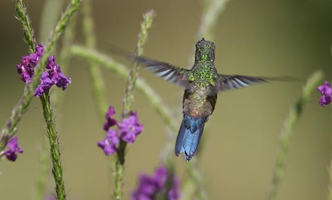 Steely-vented Hummingbird (Amazilia saucerrottei) photo image