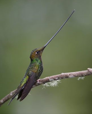 Sword-billed Hummingbird (Ensifera ensifera) photo image